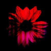 Sonnenblume