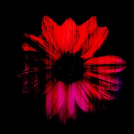 Sonnenblume von Ribbi