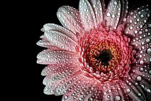 Rosa Gerbera mit Wassertropfen