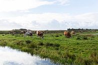 Niederländische Landschaft mit Kühen von Madelief Dekker Miniaturansicht