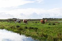 Dutch landscape with cows