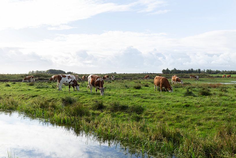 Niederländische Landschaft mit Kühen von Madelief Dekker