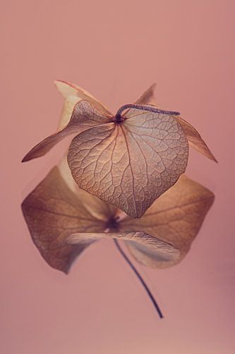 Oudroze met goudbruin 