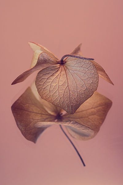 Old rose with golden brown &quot;dancing&quot; hydrangea leaf by Marjolijn van den Berg