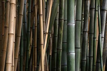 Detailfoto bamboe, Australië, Queensland van Corrie Post