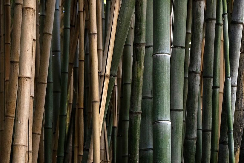 Detailaufnahme Bambus, Australien, Queensland von Corrie Post