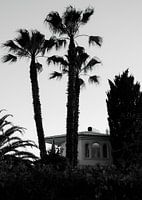 3 Palmen vor Finca in Portugal