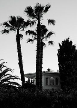 3 palm trees in front of a finca in Protugal in black and white. by Olli Lehne
