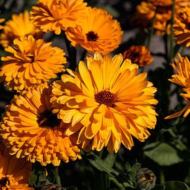 Goudsbloemen op een akker van Percy's fotografie