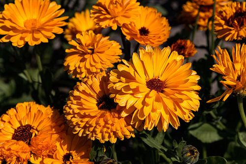 Goudsbloemen op een akker van Percy's fotografie