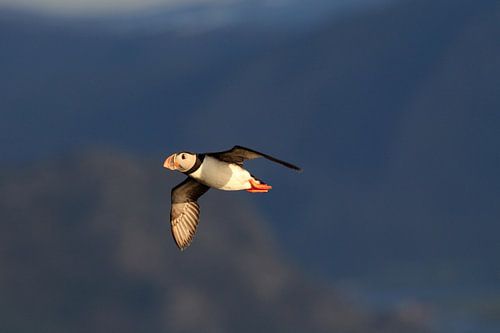 Atlantische papegaaiduiker of gewone papegaaiduiker, Fratercula arctica, Rond, Nauw