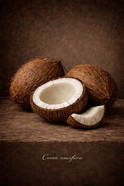 Coconut by Bert Quaedvlieg