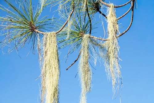Draadmos aan dennenboom in Tamadaba Nationaal Park, Gran Canaria, Spanje
