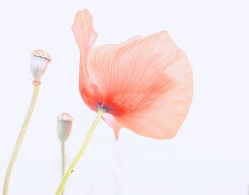 coquelicot sur natascha verbij