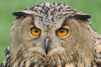 Eurasian Eagle Owl (Bubo bubo)