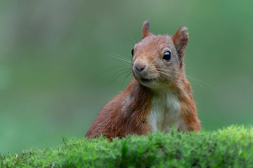 Portrait d'un écureuil heureux.