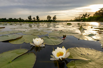 Water lily flowers in the Weerribben-Wieden