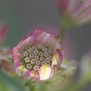 Rosa Blume Astrantia von Bianca Muntinga Miniaturansicht