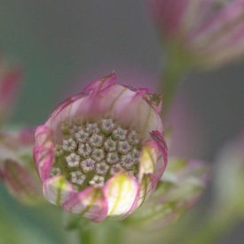 Pink flower Astrantia by Bianca Muntinga