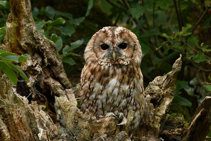 Chouette hulotte par Paul van Gaalen, natuurfotograaf
