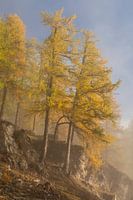 Larch trees in morning light