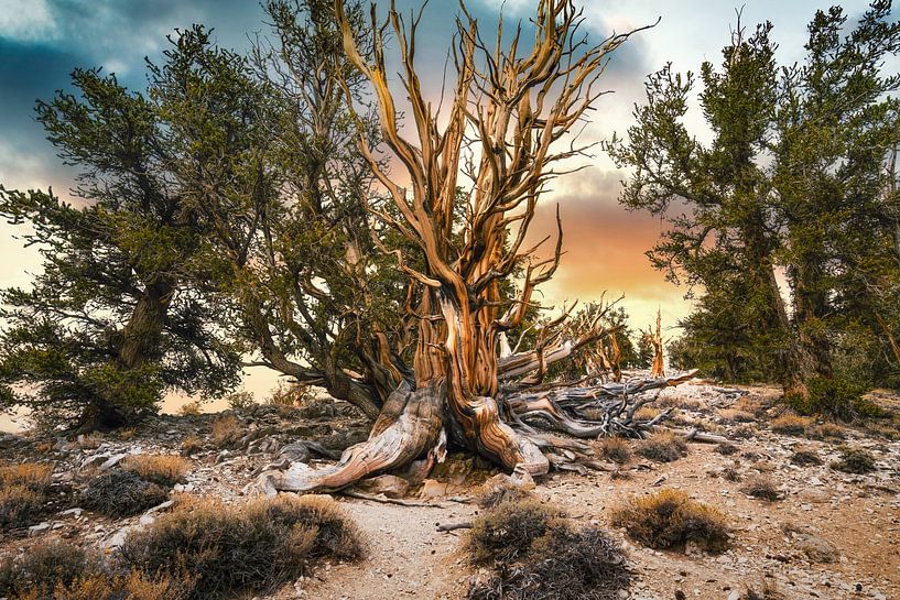 The Bristlecone Patriarch by Loris Photography