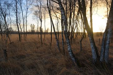 Nationale park De Groote Peel