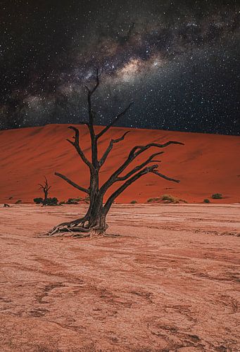 Deadvlei in the Namib Desert, Sossusvlei, Namibia