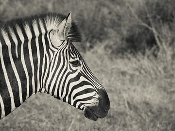 Zebra profiel van Stephan Tamminga