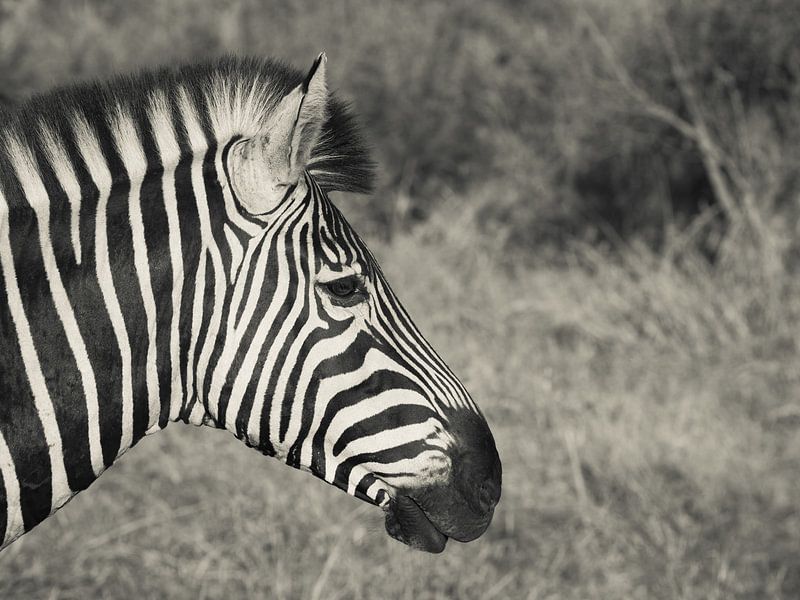 Zebra profile by Stephan Tamminga