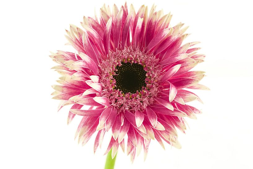 Blanc/rose Germini Gerspider Cyta par Tanja van Beuningen