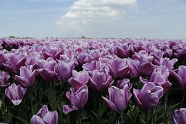 tulpen by Kerstin Lotze