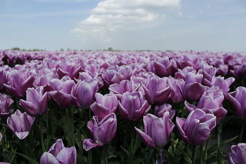 tulpen