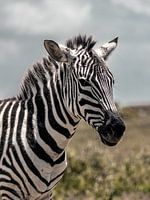 Zebra in der Serengeti 3/3