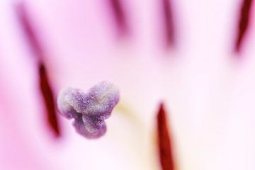 Gladde zachtroze macro abstracte bloemhoofdjes - nummer 4 van Urban Photo Lab