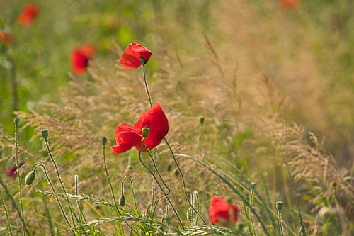 Klaprozen in de zomerwind
