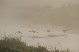 Opvliegend by Jan Nuboer