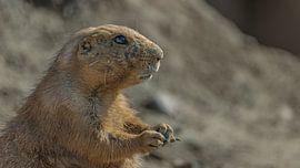 Black-tailed prairie dog by Dennis van den Berg