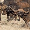 Afrikaanse bizons op de grasvlaktes in Kenia van 2BHAPPY4EVER.com photography & digital art