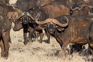 Afrikanische Bisons auf den Grasebenen von Kenia