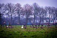 Geese work