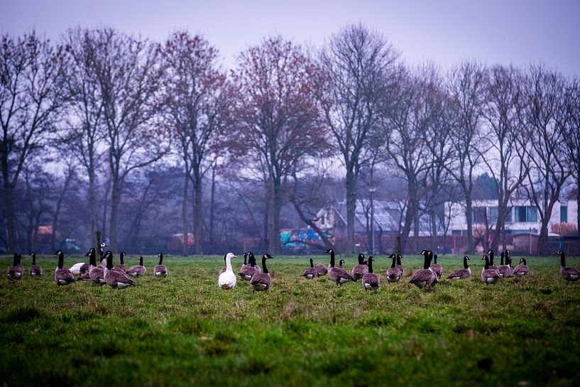 Geese work by Tim Briers