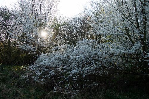 ochtend zon in nevelige witte bloesem