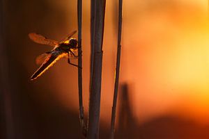 Dragonfly von Pim Leijen