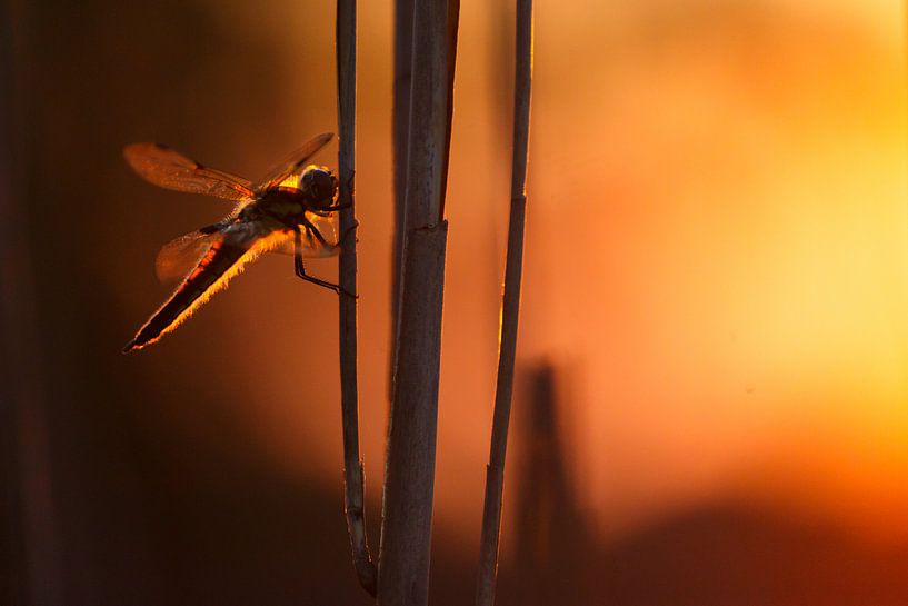 Libelle par Pim Leijen