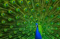 Peacock (Off-center) by Gig-Pic by Sander van den Berg thumbnail