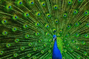 Peacock (Off-center) by Gig-Pic by Sander van den Berg