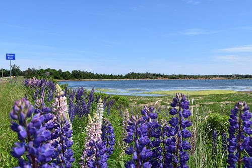Een veld met lupinebloemen