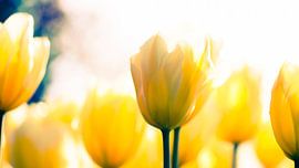 gele tulpen by Karin Keesmaat Kijk-Kunst