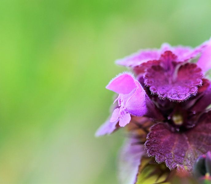 Common brunel...common? von Frank Ubachs fotografie
